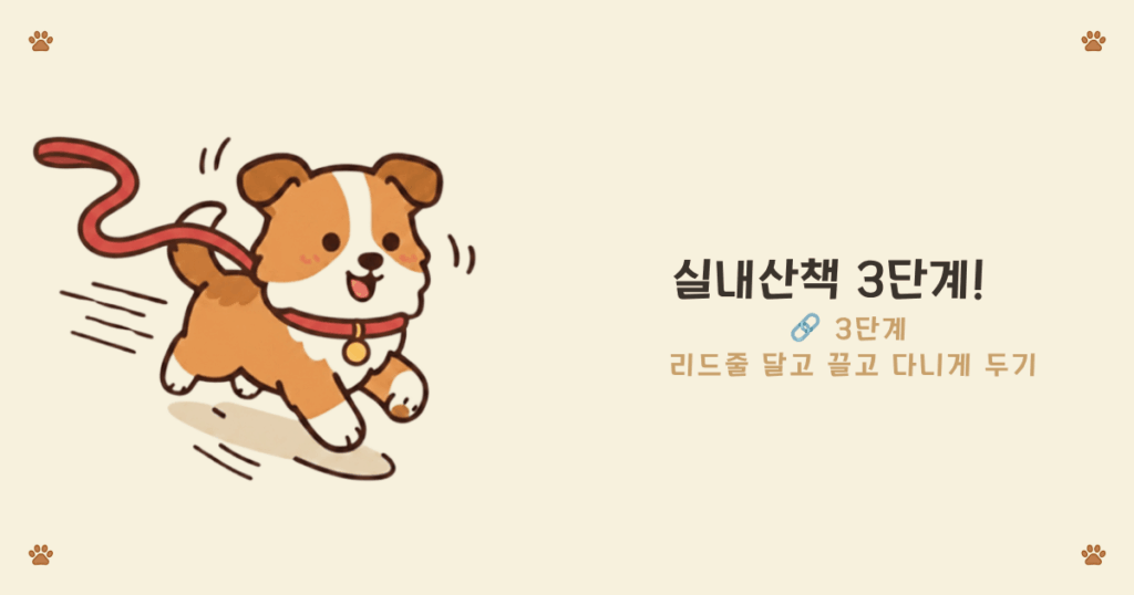강아지 리드줄 연습 - 리드줄을 달고 자유롭게 다니게 하는 3단계