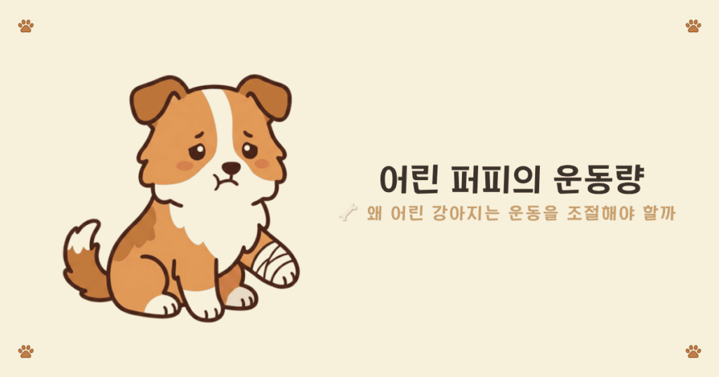 셸티 운동량 - 산책과 머리 쓰는 놀이가 필요한 고에너지 셸티