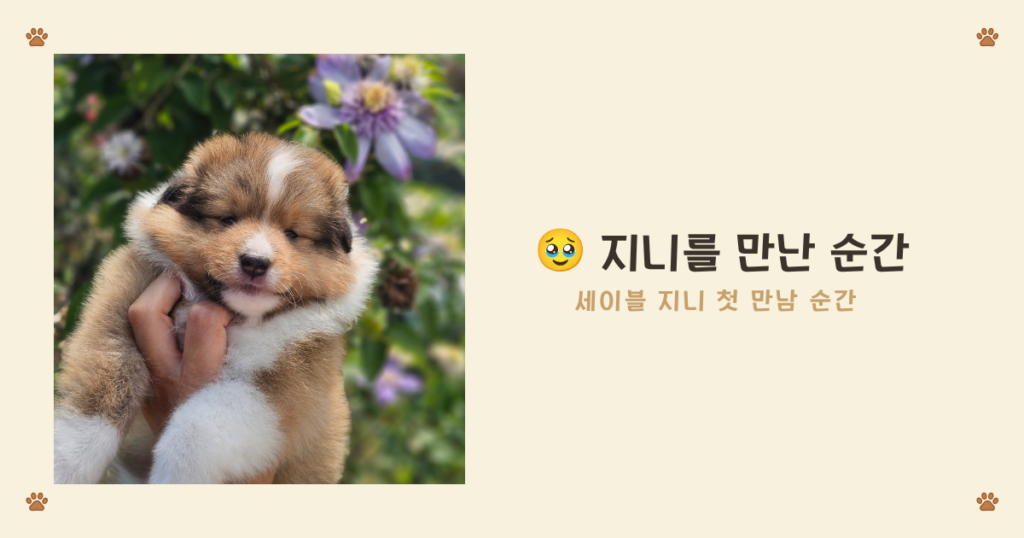 강아지 켄넬 훈련 - 켄넬을 안전한 굴로 만들어주는 초보 집사