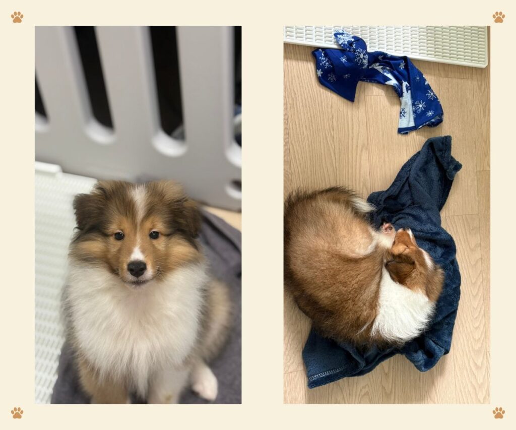 강아지 입양 준비 - 지니 맞이를 준비하며 설레는 초보 집사