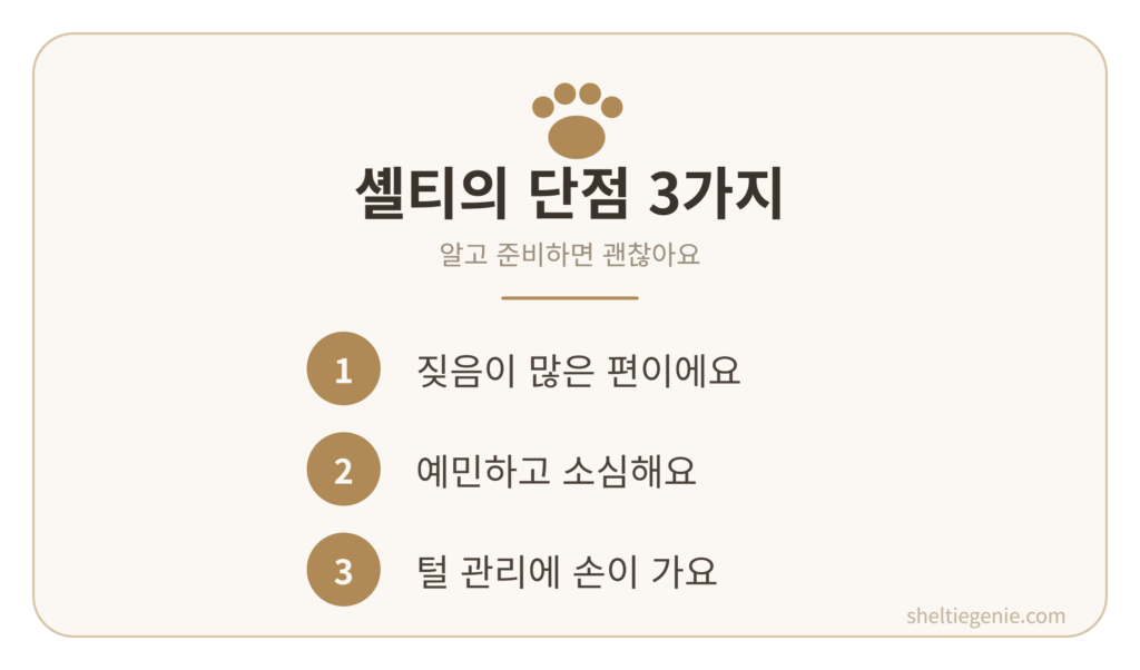 셸티 단점 - 짖음과 예민함 등 셔틀랜드 쉽독의 행동학적 이유