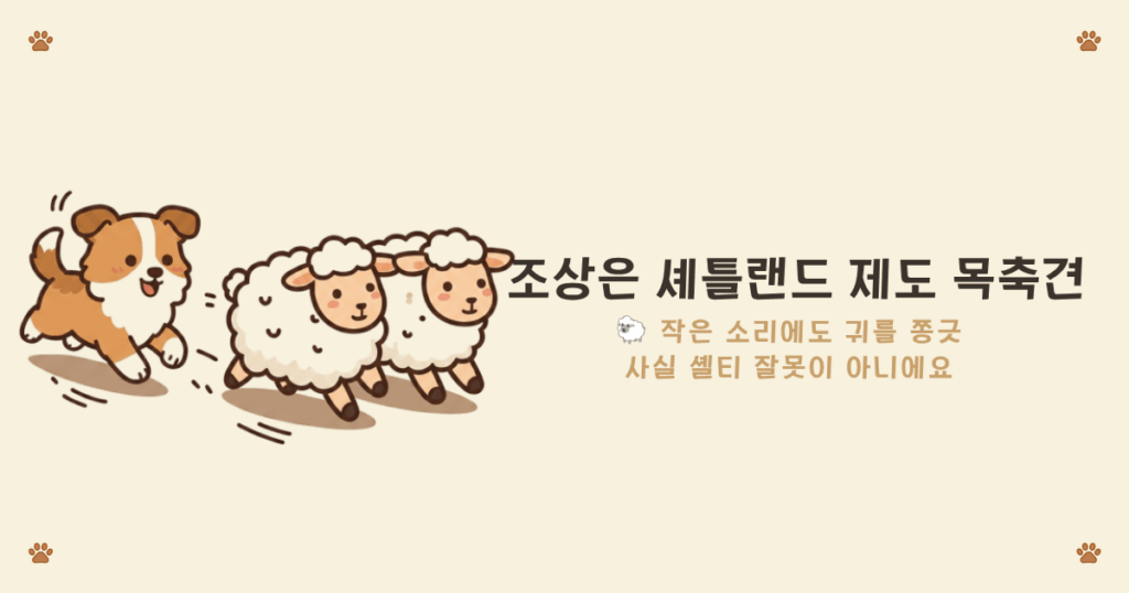 셸티는 어떤 견종 - 양몰이 목양견 출신 셔틀랜드 쉽독 세이블