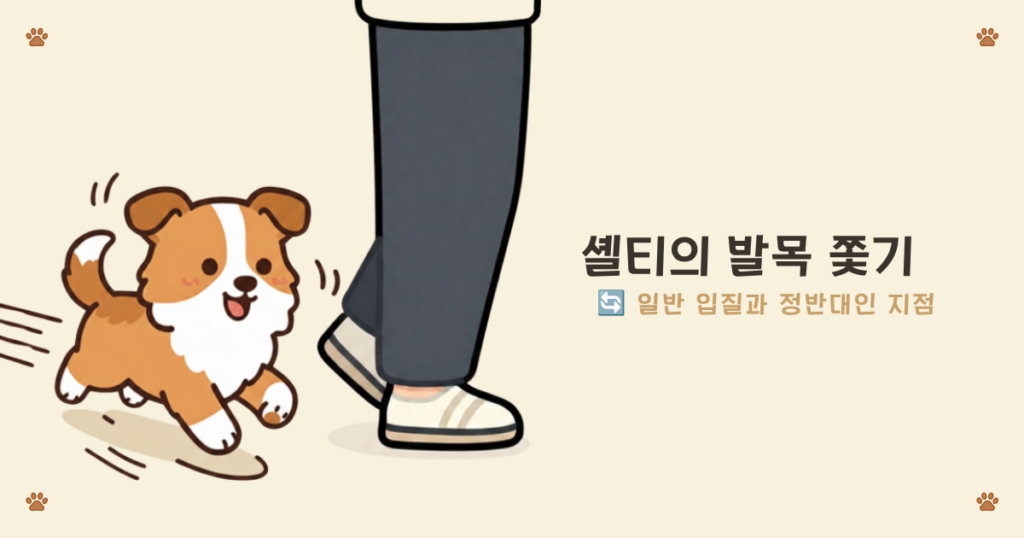 셸티 양몰이 본능 - 셰틀랜드 섬에서 양을 몰던 셔틀랜드 쉽독의 유래