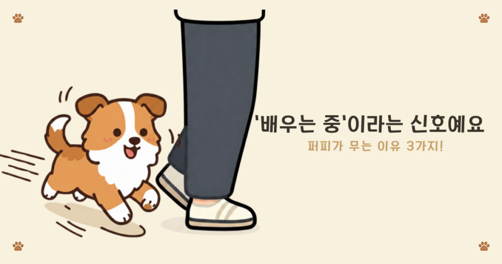 강아지 입질 이유 - 세상을 입으로 배우는 자연스러운 퍼피 행동