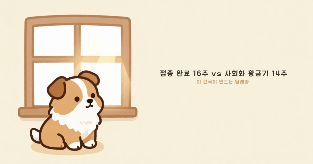 강아지 사회화 골든타임 - 접종 완료 전 사회화 시기가 겹치는 딜레마