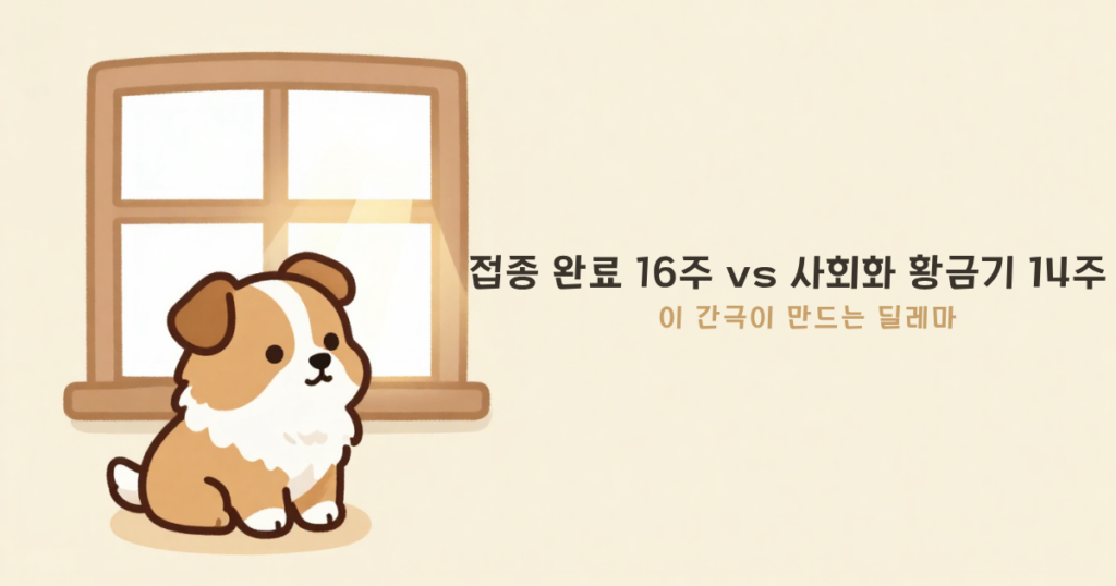 강아지 사회화 강연 후기 - 훈련사 강연에서 배운 퍼피 사회화 이야기