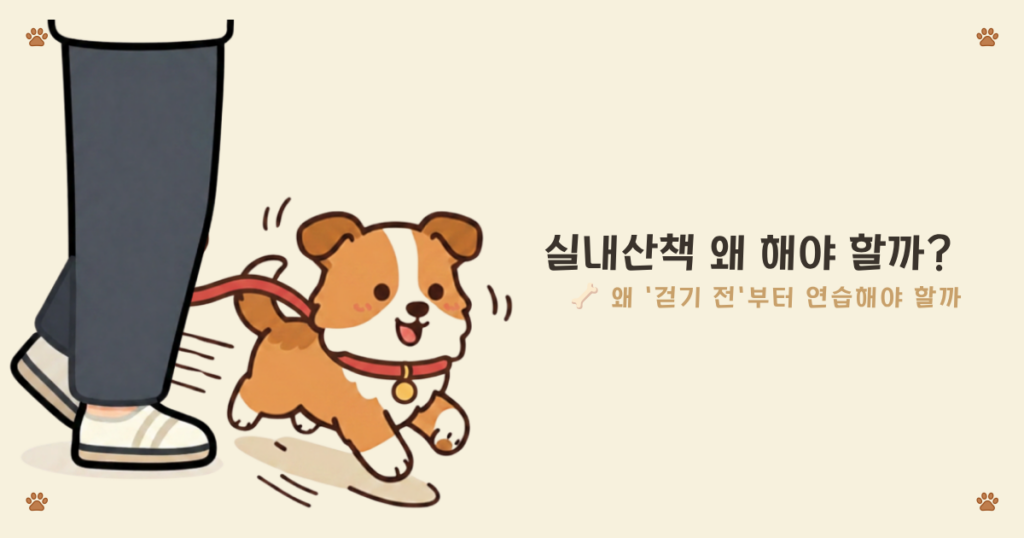 강아지 목줄 연습 이유 - 첫 산책 전 실내에서 미리 적응해야 하는 이유