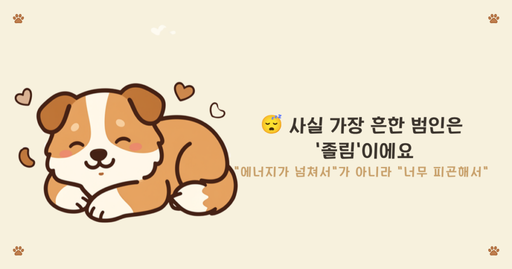 강아지 졸림 입질 - 졸리면 더 깨무는 과피로 상태의 퍼피