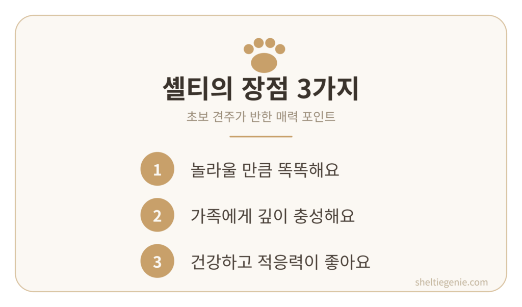 셸티 장점 - 똑똑하고 사람을 잘 따르는 셔틀랜드 쉽독