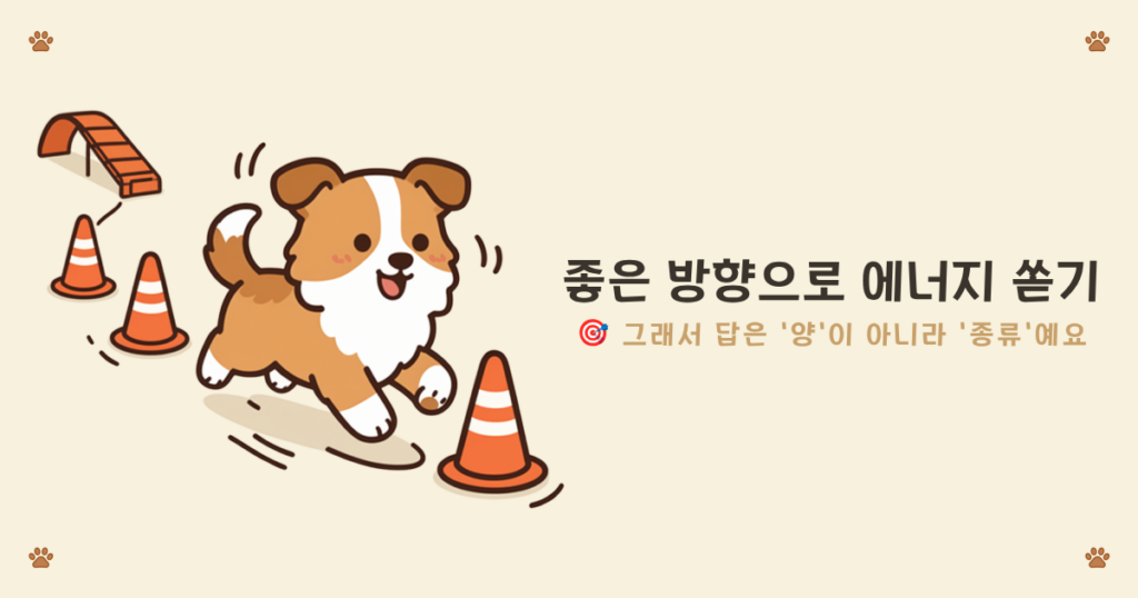 셸티 양몰이 본능 해소 - 본능을 건강하게 풀어주는 놀이와 훈련