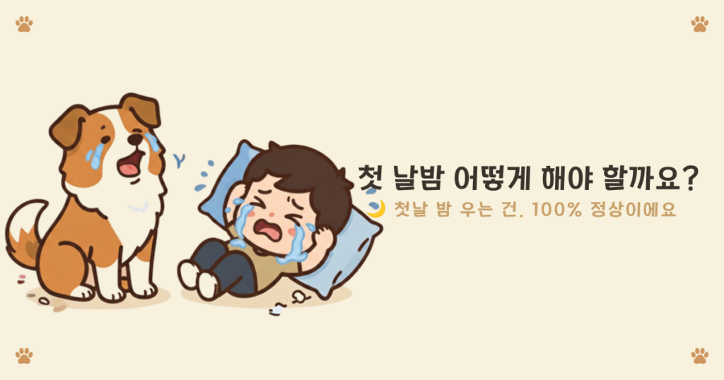 강아지 밤에 우는 이유 - 첫날 밤 불안해서 우는 퍼피
