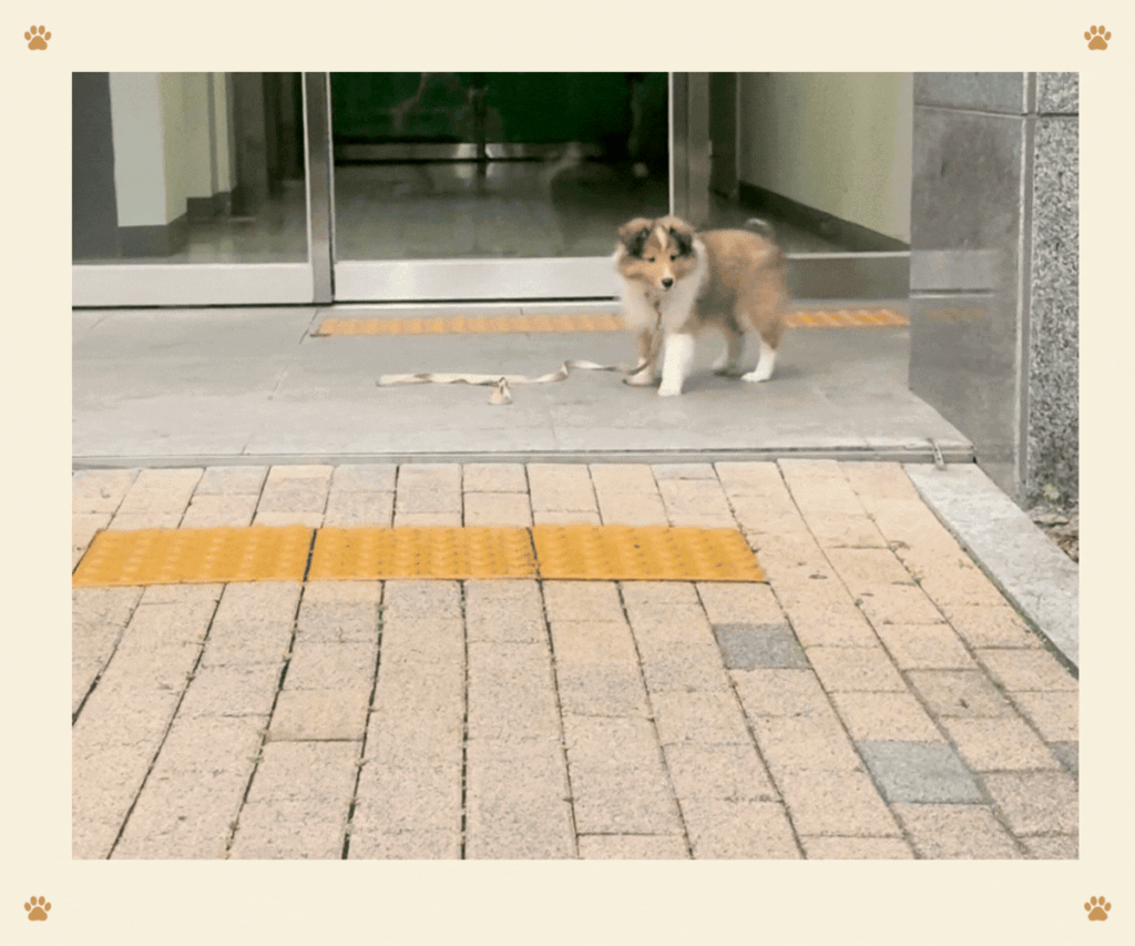 ⑦ 제3의길: 강아지 둔감화 역치 관리 단계 카드뉴스