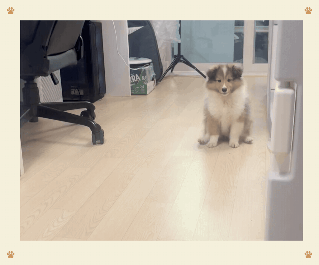 마치며: 편안하게 눈 맞추는 셸티 강아지 지니