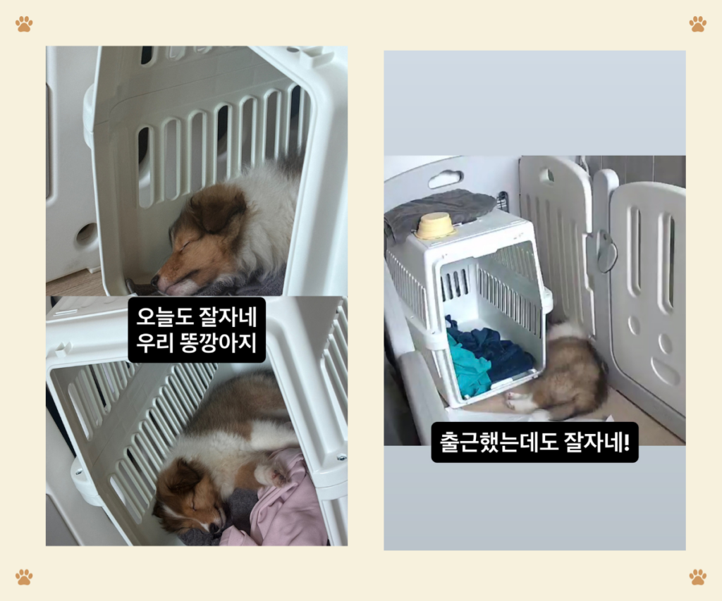 ③ 오해하나: 보호자 곁에서 편안히 쉬는 셸티 안전기지