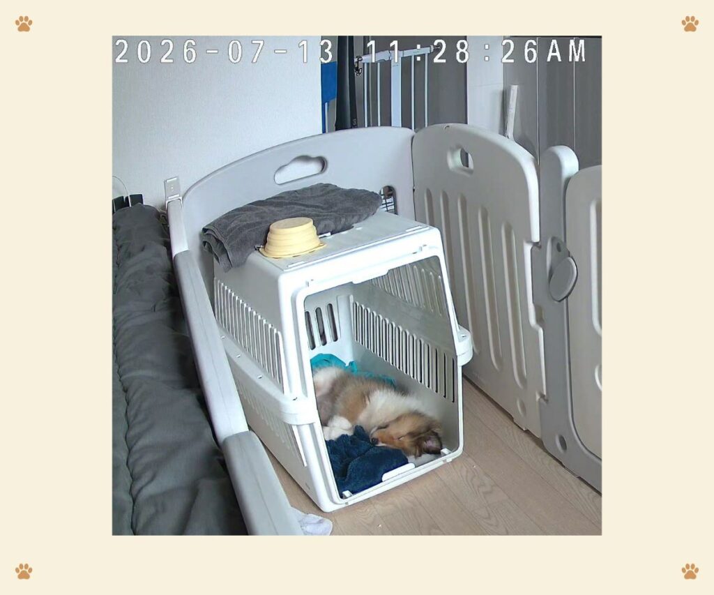 직장인 강아지 11시간 공백 펫캠 타임라인, 기상과 놀이와 취침 기록