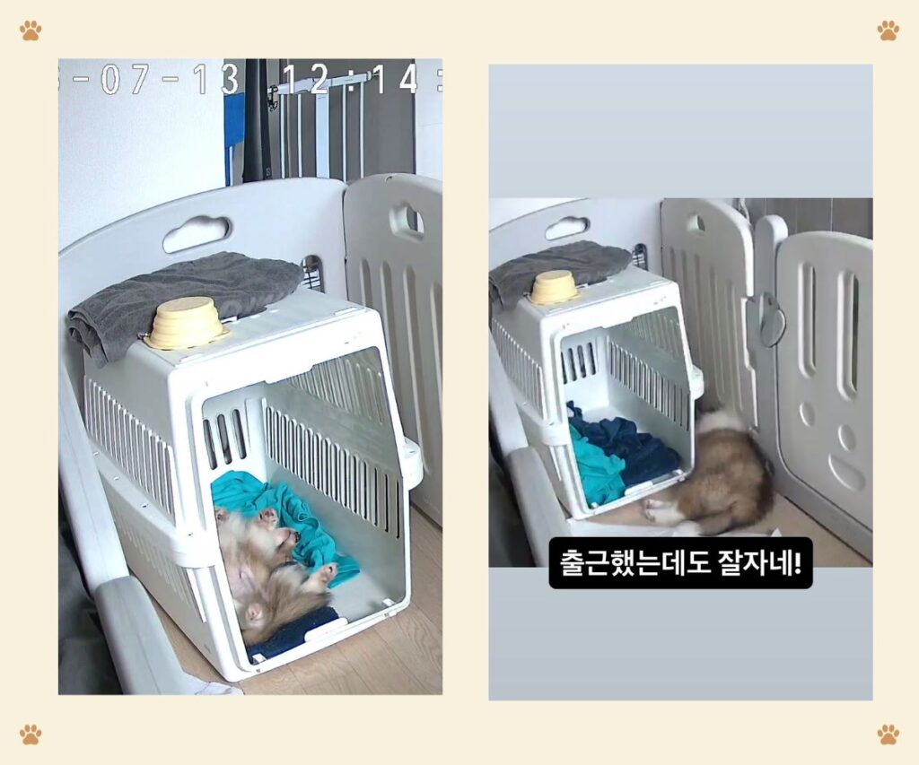 빈 집에서 켄넬 안에 배를 보이고 자는 셸티 강아지, 안전기지 신호