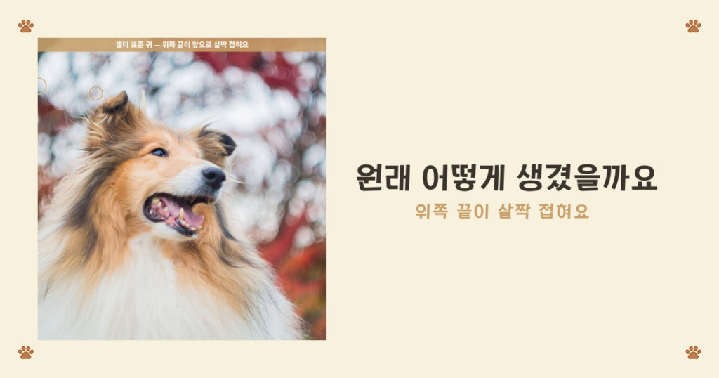 셀티 귀는 원래