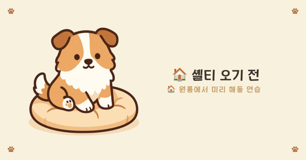 원룸 셸티 소리 연습 - 입양 전 원룸에서 미리 하는 소음 둔감화