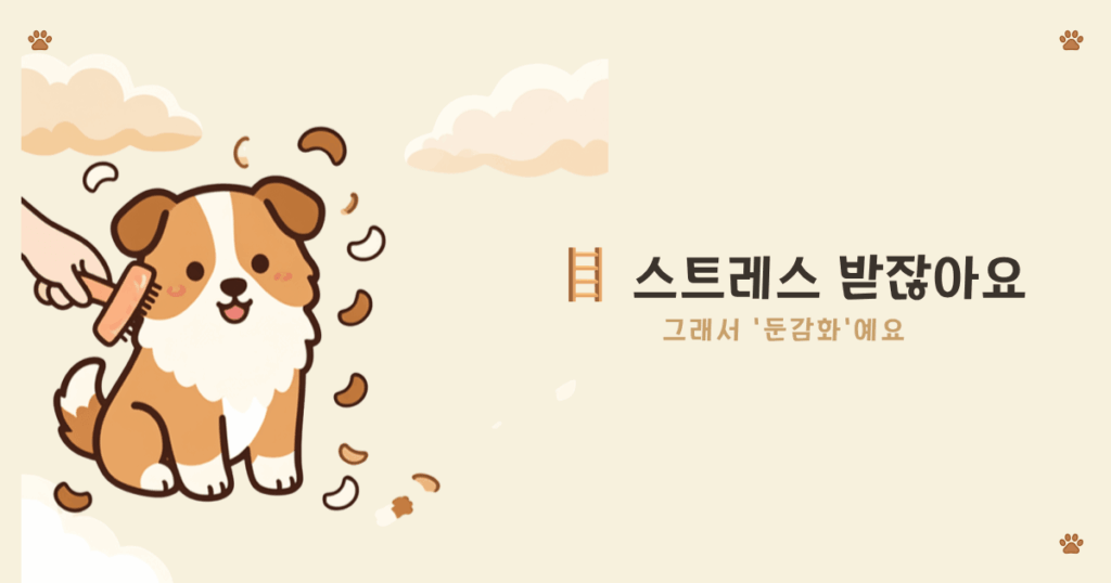 셸티 소리 둔감화 방법 - 작은 소리와 간식을 짝지어 적응시키는 법