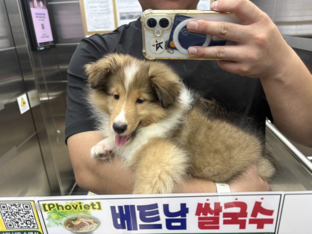 강아지 혼자 두기 11시간 전 아침산책 가는 지니