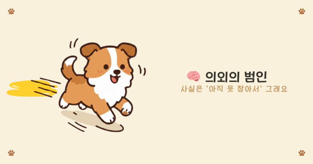 어린 강아지 괄약근이 미숙해 흥분하면 오줌이 새는 이유 설명