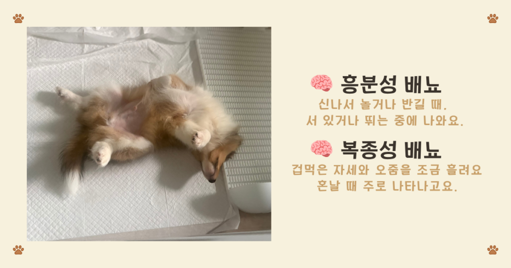 강아지 흥분성 배뇨와 복종성 배뇨 신호 차이 비교