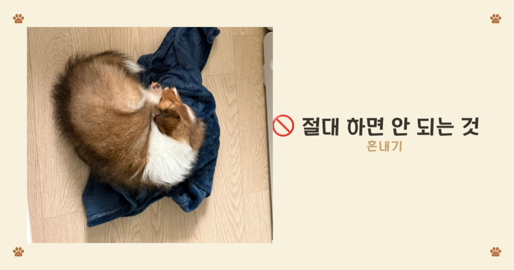 강아지 흥분성 배뇨 혼내면 안 되는 이유, 복종성 배뇨로 악화