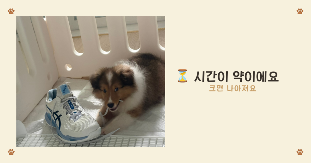 강아지 흥분성 배뇨는 성장하면서 자연스럽게 나아진다
